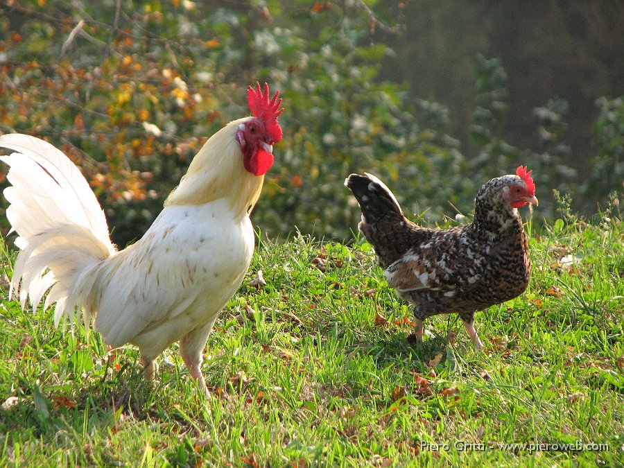 cancervo 208.jpg - Gallo e gallina